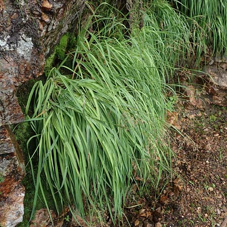 Luzula desvauxii \ Desvaux-Hainsimse, Pyren�en-Hainsimse / Devaux' Wood-Rush, D Schwarzwald/Black-Forest, Belchen 22.7.2017