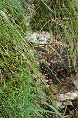 Luzula desvauxii \ Desvaux-Hainsimse, Pyren�en-Hainsimse / Devaux' Wood-Rush, D Schwarzwald/Black-Forest, Belchen 22.7.2017