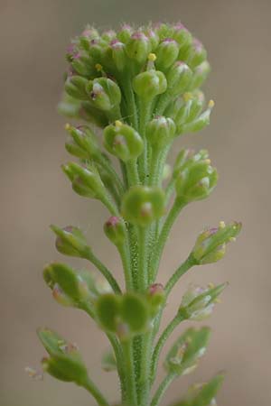Lepidium densiflorum \ Dichtbl�tige Kresse / Common Pepperweed, D Hockenheim 8.6.2021
