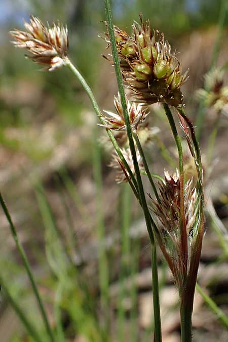 Luzula multiflora \ Vielbl�tige Hainsimse / Heath Wood-Rush, D Zwingenberg an der Bergstra&szlig;e 15.4.2022