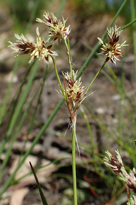 Luzula multiflora \ Vielbl�tige Hainsimse / Heath Wood-Rush, D Zwingenberg an der Bergstra&szlig;e 15.4.2022