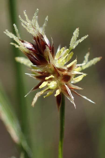 Luzula multiflora \ Vielbl�tige Hainsimse / Heath Wood-Rush, D Zwingenberg an der Bergstra&szlig;e 15.4.2022