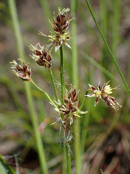 Luzula multiflora \ Vielbl�tige Hainsimse / Heath Wood-Rush, D Zwingenberg an der Bergstra&szlig;e 15.4.2022