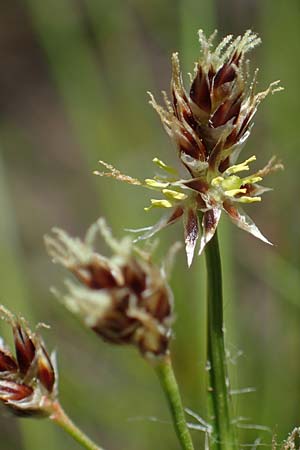 Luzula multiflora \ Vielbl�tige Hainsimse / Heath Wood-Rush, D Zwingenberg an der Bergstra&szlig;e 15.4.2022
