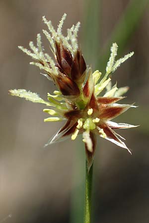 Luzula multiflora \ Vielbl�tige Hainsimse / Heath Wood-Rush, D Zwingenberg an der Bergstra&szlig;e 15.4.2022