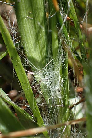 Luzula multiflora \ Vielbl�tige Hainsimse / Heath Wood-Rush, D Zwingenberg an der Bergstra&szlig;e 15.4.2022