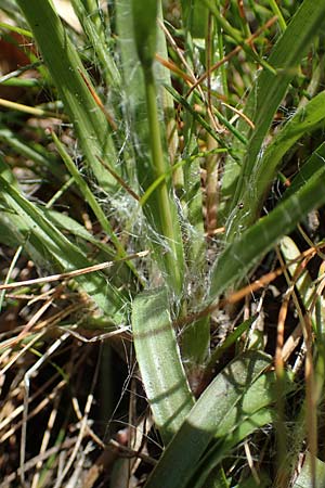 Luzula multiflora \ Vielbl�tige Hainsimse / Heath Wood-Rush, D Zwingenberg an der Bergstra&szlig;e 15.4.2022