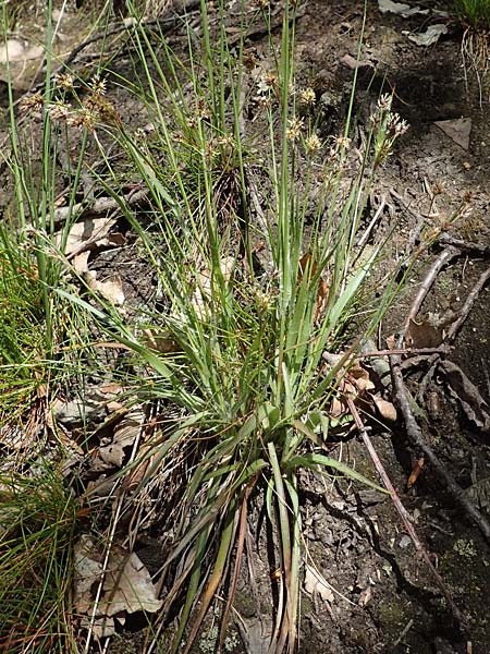 Luzula multiflora \ Vielbl�tige Hainsimse / Heath Wood-Rush, D Zwingenberg an der Bergstra&szlig;e 15.4.2022