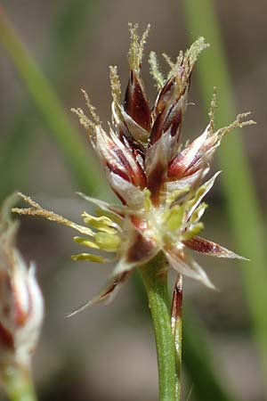 Luzula multiflora \ Vielbl�tige Hainsimse / Heath Wood-Rush, D Zwingenberg an der Bergstra&szlig;e 15.4.2022