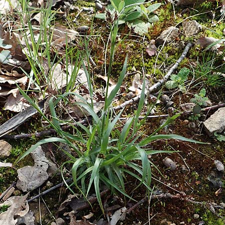 Luzula multiflora \ Vielbl�tige Hainsimse / Heath Wood-Rush, D Zwingenberg an der Bergstra&szlig;e 15.4.2022