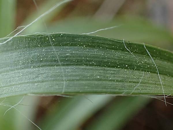 Luzula multiflora \ Vielbl�tige Hainsimse / Heath Wood-Rush, D Zwingenberg an der Bergstra&szlig;e 15.4.2022