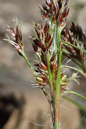Luzula multiflora \ Vielbl�tige Hainsimse / Heath Wood-Rush, D Zwingenberg an der Bergstra&szlig;e 15.4.2022