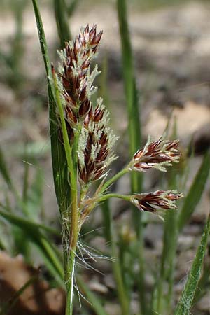 Luzula multiflora \ Vielbl�tige Hainsimse / Heath Wood-Rush, D Zwingenberg an der Bergstra&szlig;e 15.4.2022