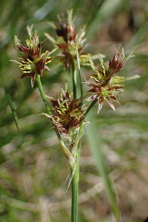 Luzula multiflora \ Vielbl�tige Hainsimse / Heath Wood-Rush, D Zwingenberg an der Bergstra&szlig;e 15.4.2022