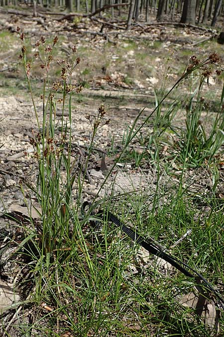 Luzula multiflora \ Vielbl�tige Hainsimse / Heath Wood-Rush, D Zwingenberg an der Bergstra&szlig;e 15.4.2022
