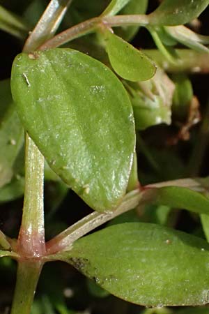 Lindernia dubia \ Amerikanisches B�chsenkraut, Gro�es B�chsenkraut / Yellowseed False Pimpernel, D Altrip 16.10.2023