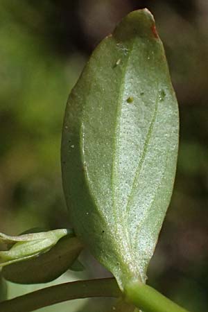 Lindernia dubia \ Amerikanisches B�chsenkraut, Gro�es B�chsenkraut / Yellowseed False Pimpernel, D Altrip 16.10.2023