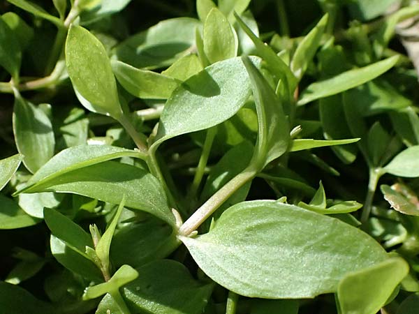 Lindernia dubia \ Amerikanisches B�chsenkraut, Gro�es B�chsenkraut / Yellowseed False Pimpernel, D Altrip 16.10.2023