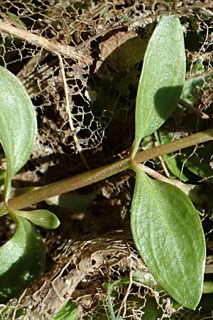 Lindernia dubia \ Amerikanisches B�chsenkraut, Gro�es B�chsenkraut / Yellowseed False Pimpernel, D Altrip 16.10.2023