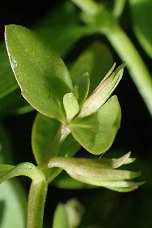 Lindernia dubia \ Amerikanisches B�chsenkraut, Gro�es B�chsenkraut / Yellowseed False Pimpernel, D Altrip 16.10.2023
