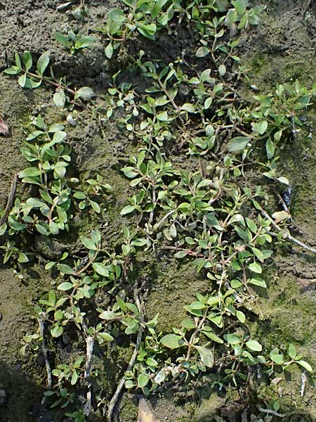 Lindernia dubia \ Amerikanisches B�chsenkraut, Gro�es B�chsenkraut / Yellowseed False Pimpernel, D Altrip 16.10.2023