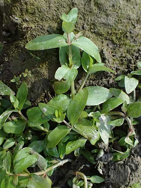Lindernia dubia \ Amerikanisches B�chsenkraut, Gro�es B�chsenkraut / Yellowseed False Pimpernel, D Altrip 16.10.2023
