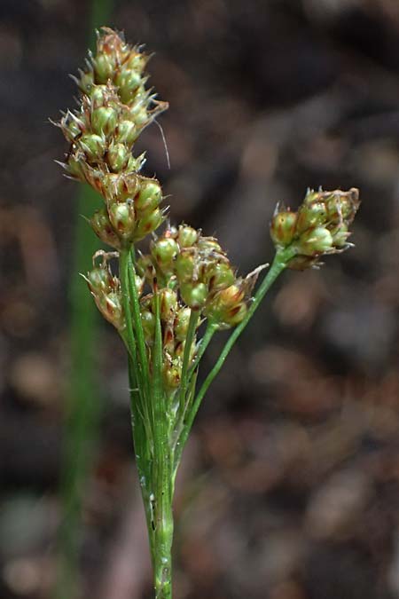Luzula divulgata \ Trockenwald-Hainsimse, Schlanke Feld-Hainsimse / Slender Wood-Rush, D Zwingenberg an der Bergstra&szlig;e 4.5.2025