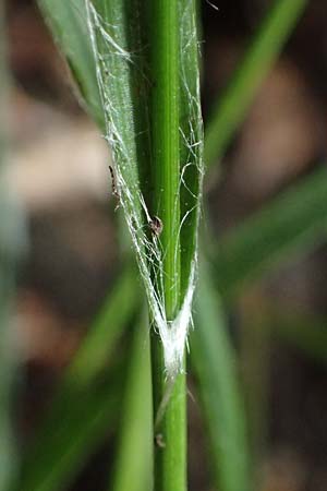 Luzula divulgata \ Trockenwald-Hainsimse, Schlanke Feld-Hainsimse / Slender Wood-Rush, D Zwingenberg an der Bergstra&szlig;e 4.5.2025