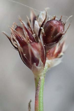 Luzula divulgata \ Trockenwald-Hainsimse, Schlanke Feld-Hainsimse / Slender Wood-Rush, D Zwingenberg an der Bergstra&szlig;e 17.5.2025