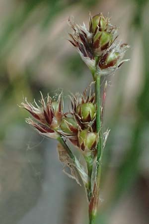 Luzula divulgata \ Trockenwald-Hainsimse, Schlanke Feld-Hainsimse / Slender Wood-Rush, D Zwingenberg an der Bergstra&szlig;e 17.5.2025