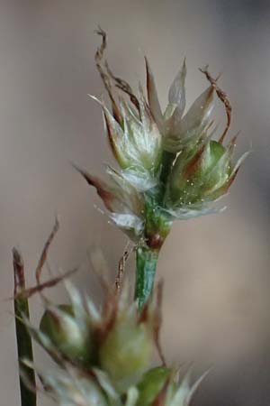 Luzula divulgata \ Trockenwald-Hainsimse, Schlanke Feld-Hainsimse / Slender Wood-Rush, D Zwingenberg an der Bergstra&szlig;e 17.5.2025