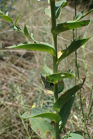 Linaria dalmatica \ Dalmatinisches Leinkraut / Dalmatian Toadflax, D Seeheim an der Bergstra&szlig;e 16.8.2025