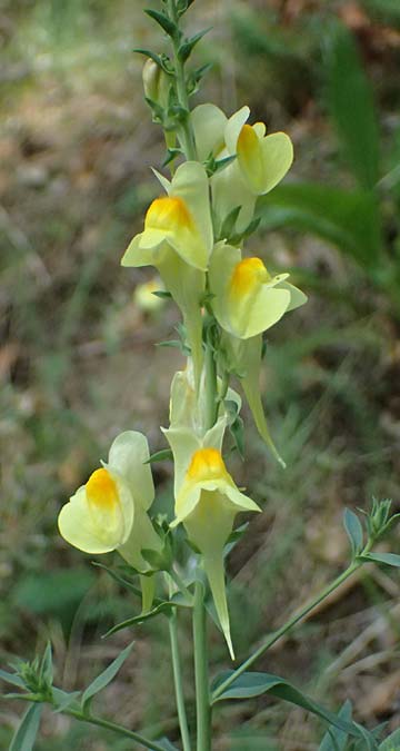 Linaria dalmatica \ Dalmatinisches Leinkraut / Dalmatian Toadflax, D Seeheim an der Bergstra&szlig;e 16.8.2025