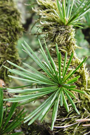 Larix x eurolepis \ Hybrid-L�rche / Hybrid Larch, Dunkeld Larch, D Heppenheim-Kirschhausen 26.6.2015