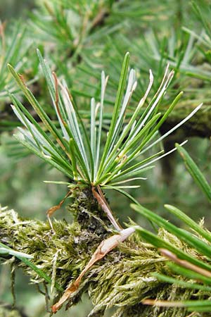 Larix x eurolepis \ Hybrid-L�rche / Hybrid Larch, Dunkeld Larch, D Heppenheim-Kirschhausen 26.6.2015
