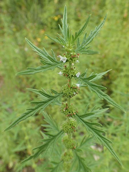 Lycopus exaltatus \ Hoher Wolfstrapp / Great Gipsywort, D Botan. Gar.  Universit.  T&uuml;bingen 3.9.2016