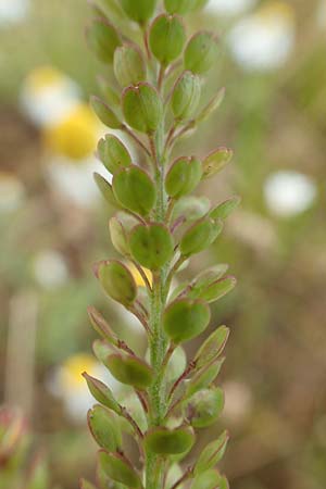 Lepidium virginicum \ Virginische Kresse / Least Pepperwort, D Hockenheim 6.6.2019
