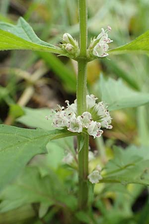 Lycopus europaeus \ Ufer-Wolfstrapp / Gipsywort, D Kaiserslautern 19.8.2020