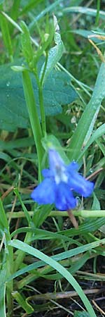 Lobelia erinus \ M�nnertreu, Blaue Lobelie / Trailing Lobelia, D Odenwald, Unterabtsteinach 18.11.2020