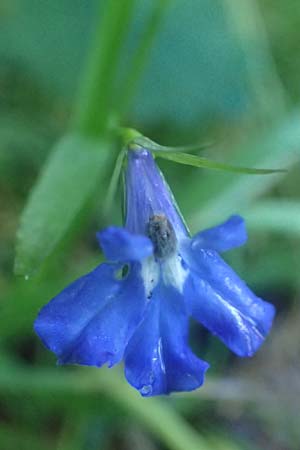 Lobelia erinus \ M�nnertreu, Blaue Lobelie / Trailing Lobelia, D Odenwald, Unterabtsteinach 18.11.2020