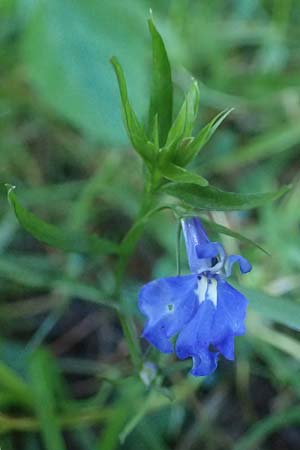 Lobelia erinus, M&auml;nnertreu, Blaue Lobelie