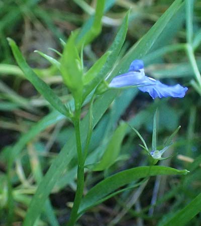 Lobelia erinus \ M�nnertreu, Blaue Lobelie / Trailing Lobelia, D Odenwald, Unterabtsteinach 18.11.2020