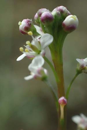 Lepidium graminifolium \ Grasbl�ttrige Kresse / Tall Pepperwort, D R&uuml;desheim 28.7.2023