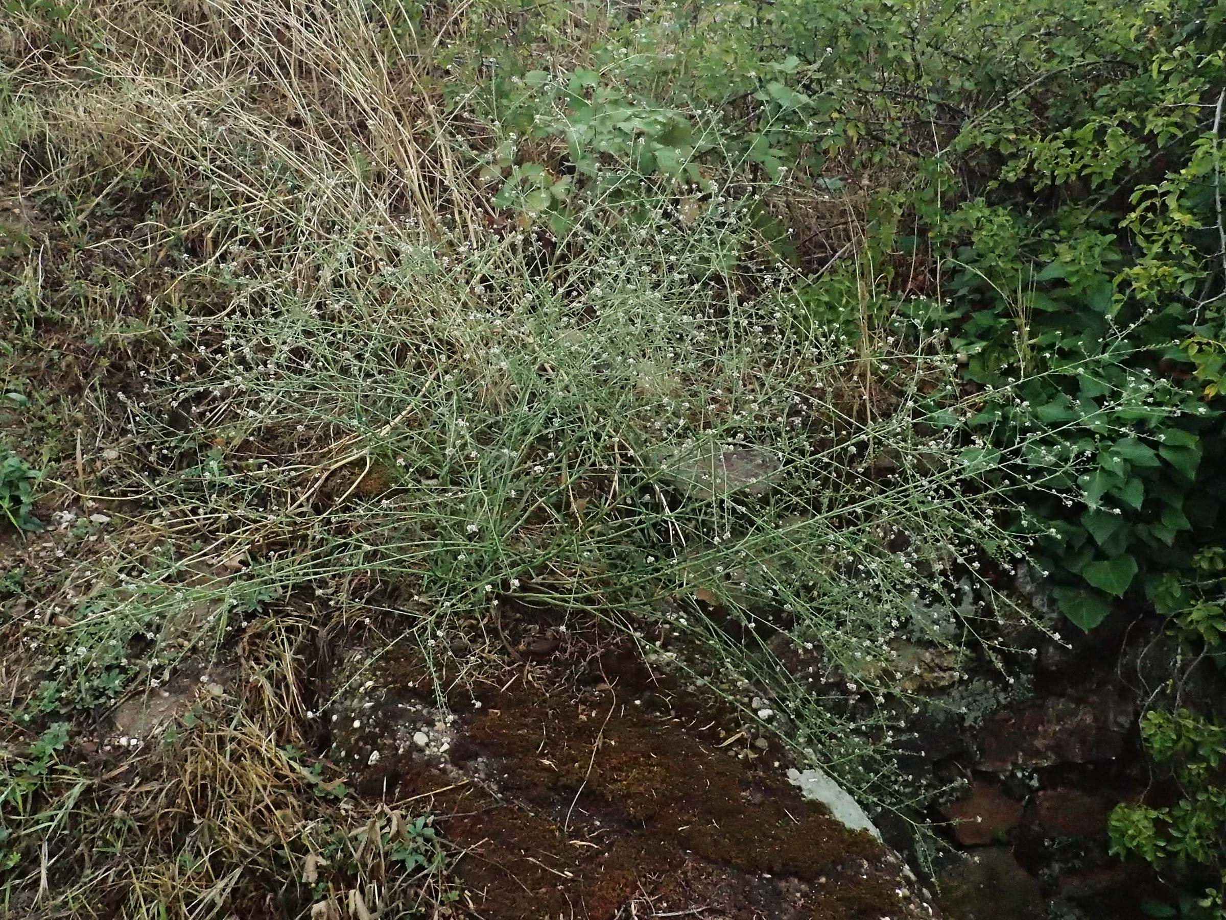 Lepidium graminifolium \ Grasbl�ttrige Kresse / Tall Pepperwort, D R&uuml;desheim 28.7.2023