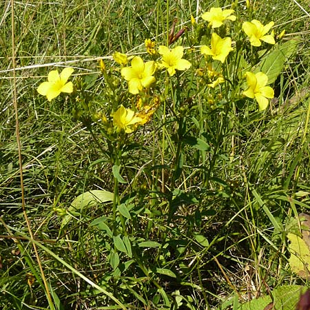 Linum flavum \ Gelber Lein / Yellow Flax, D Blaubeuren 10.7.2015