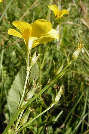 Linum flavum \ Gelber Lein / Yellow Flax, D Blaubeuren 10.7.2015