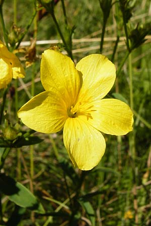 Linum flavum \ Gelber Lein / Yellow Flax, D Blaubeuren 10.7.2015