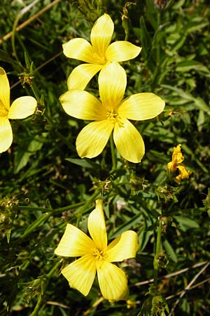 Linum flavum \ Gelber Lein / Yellow Flax, D Blaubeuren 10.7.2015