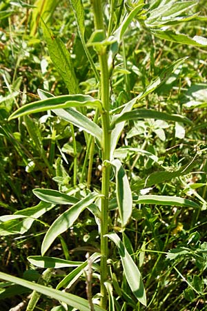 Linum flavum \ Gelber Lein / Yellow Flax, D Blaubeuren 10.7.2015