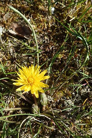 Taraxacum multilepis \ Reichschuppiger Sumpf-L�wenzahn / Many-Scaled Marsh Dandelion, D Konstanz 24.4.2018
